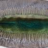 Servírovací talíř MIDORI 32,5 x 13,5 cm, zelená, keramika, MIJ